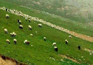 تعلیف ۱۰۶ فقره پرونده غیر مجاز درعرصه منابع طبیعی شهرستان مهاباد