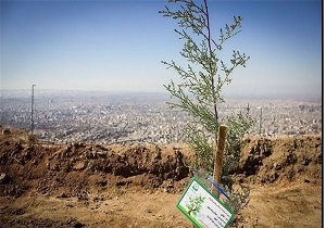 تولید۳۴۰ هزار اصله نهال بیابانی در دامغان