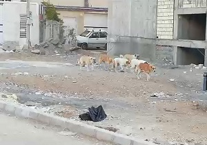 تردد دسته‌جمعی سگ‌ها در خیابان نصر زیباشهر + فیلم