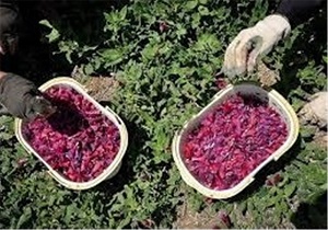 صادرات بیش از ۲ هزار تن محصولات گیاهی استان قزوین