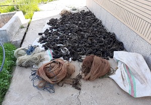 شکارچیان ۶۷۲ قطعه پرنده سار دستگیر شدند