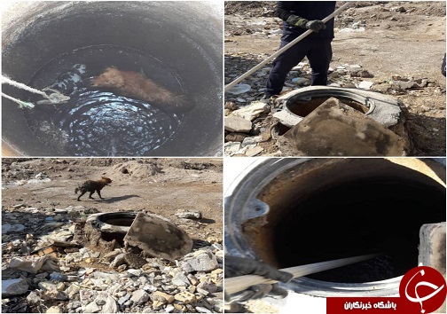 دستگیری قاتل فراری ودستگیری اعضای باندسرقت مسلحانه