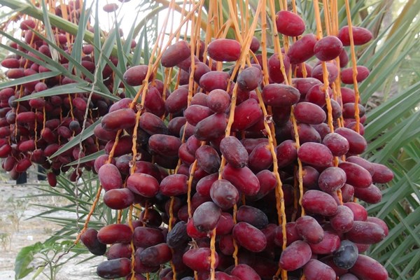 خواص خاص «خرما» خواص خاص «خرما»