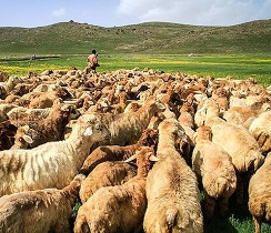 دام‌های بدون پلاک از ۱۵ بهمن مصداق کالای قاچاق محسوب می‌شوند