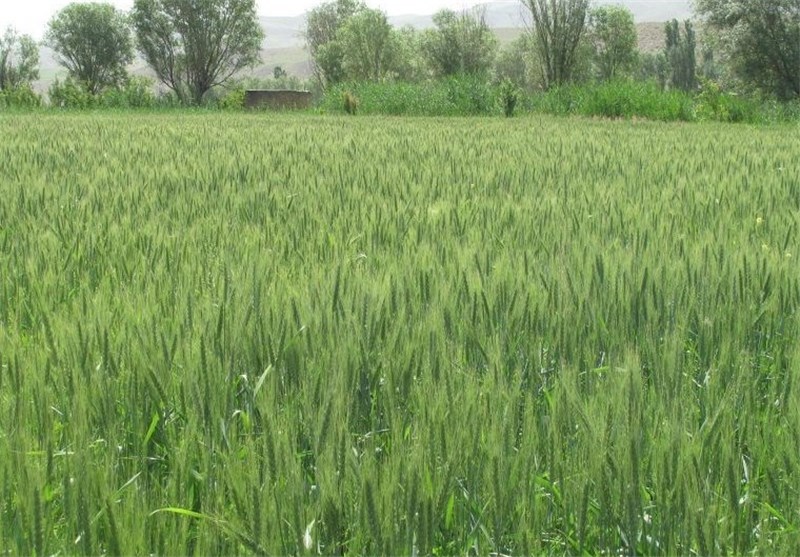 ۴۳ هزار هکتار از اراضی سپیدان زیرکشت انواع محصولات زراعی