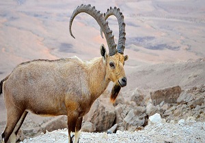 شناسایی ۴ نفر از عاملین زنده گیری کل و بز کوهی در خلخال