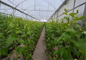 پرداخت ۷۸ میلیارد تومان تسهیلات اشتغالزایی به روستا&zwnj;ئیان