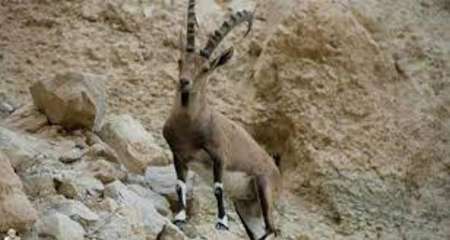 پایان سرشماری حیات وحش خرمنه سر استان زنجان