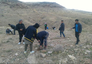 کاشت آنغوزه و بادام کوهی در منابع طبیعی مهر