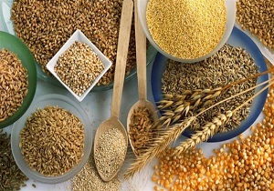 توزیع بذر اصلاح شده گندم و جو در میان کشاورزان خراسان جنوبی