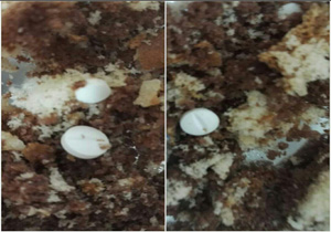 مسمومیت دانش آموز بابلی با کیک آلوده به قرص