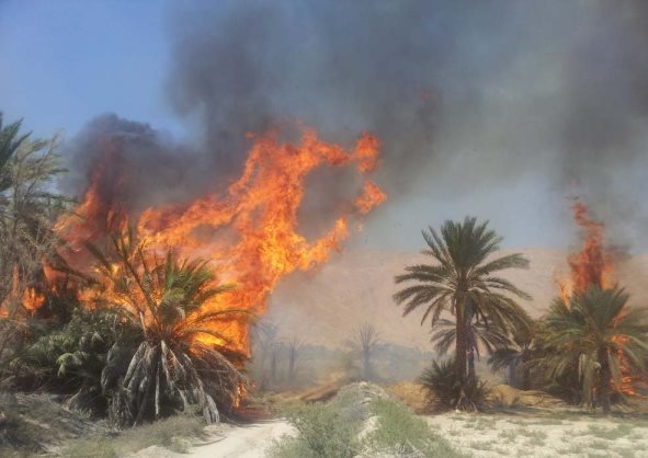 آتش ۱۰۰اصله درخت خرما در ریگان را خاکستر نمود