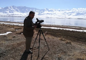 سرشماری زمستانه پرندگان در تالاب‌های چغاخور و گندمان