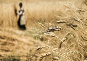 مسئولین برای جلوگیری از واردات گندم در سال جاری چه کرده اند؟ + فیلم