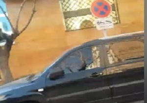 پارک خودروها در پارک ممنوع! + فیلم