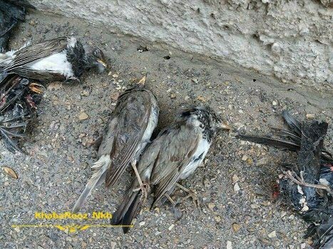 مرگ دسته‌جمعی سار‌ها در بجنورد