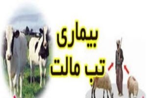 شیوع بیماری تب مالت در خراسان شمالی بالا است