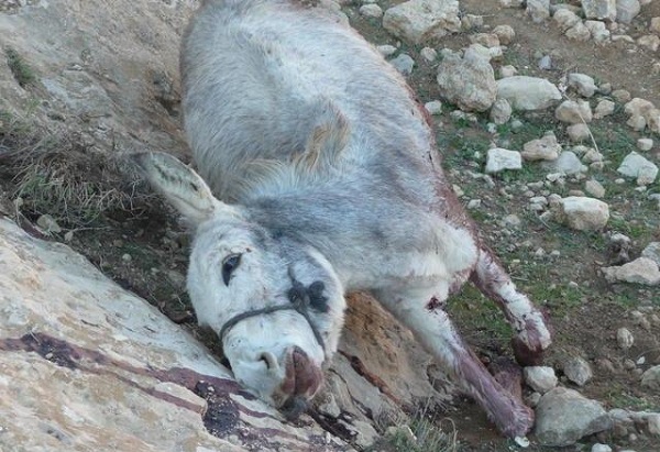 طالبان ۴ الاغ را به جرم انتقال مواد غذایی به مناطق تحت کنترل دولت تیرباران کرد!