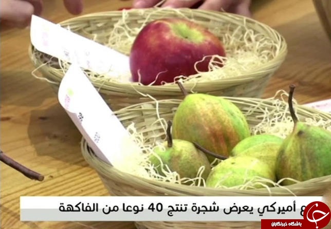 درختی که چهل نوع میوه تولید می&zwnj;کند