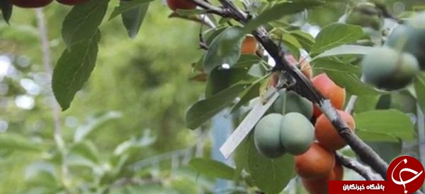 درختی که چهل نوع میوه تولید می&zwnj;کند