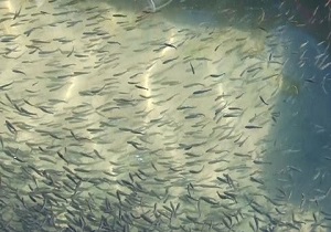 پرورش لارو ماهیان بومی در خوزستان
