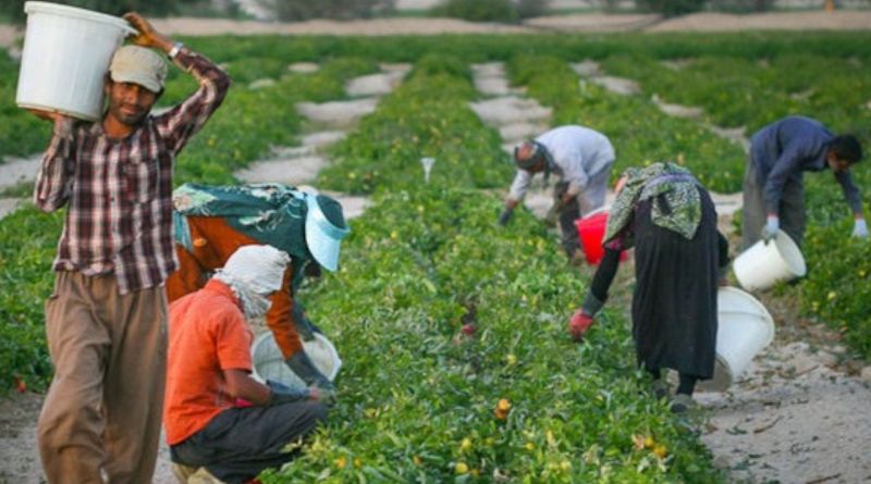 افزایش ۴۰۰ هزار تنی تولید محصولات کشاورزی در آذربایجان&zwnj;غربی