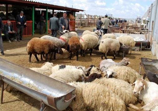 روند رو به رشد قاچاق دام در ایلام/ دستگاه های متولی همچنان سرگردانند