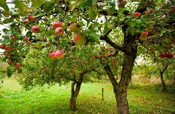 کمیت و کیفیت آب&zwnj;های کشور چگونه است؟ / بیشترین آسیب جوی در چه زمانی اتفاق افتاده است؟