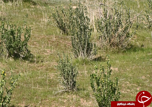 طرح&zwnj;های آبخیزداری به فریاد طبیعت خوزستان رسیدند
