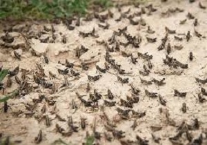 سازمان حفظ نباتات به باغداران درباره گسترش آفات قرنطینه‌ای هشدار داد