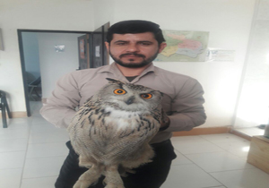 تحویل یک بهله شاه بوف بالغ زخمی به اداره محیط زیست فاروج