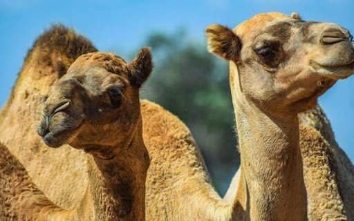 ناآگاهی، عامل انتشار شایعه ابتلای شتر به کرونا