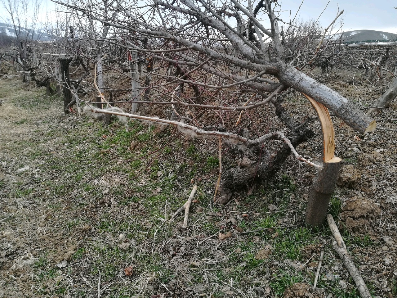 قطع ۱۳۰ اصله نهال آلو در روستای خرم بیک درود