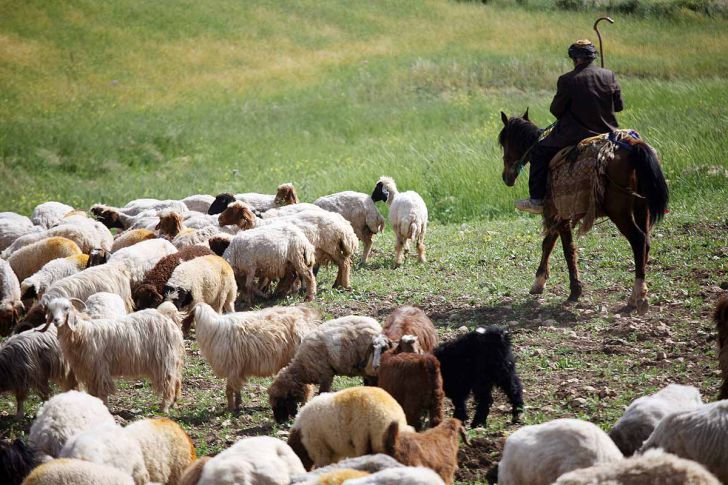 صدور کارت شناسایی و هوشمند کنترل تردد دام عشایر شهرستان دهلران