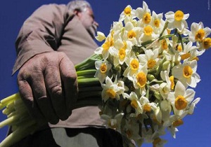 اشتغالزایی نرگس زار‌های بهبهان برای یک هزار و ۸۰۰ نفر