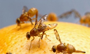 خسارت مگس مدیترانه&zwnj;ای به مرکبات ناچیز است