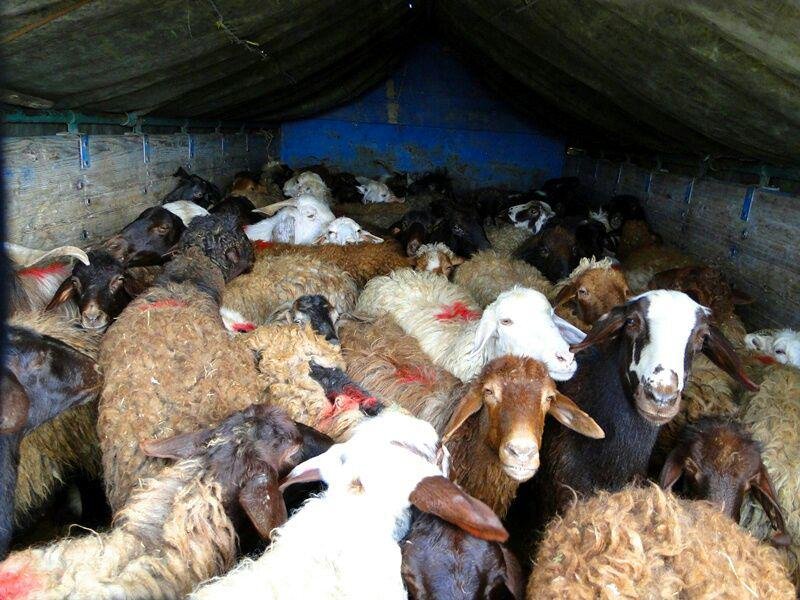 کشف ۲۵ رأس گوسفند قاچاق در دهلران