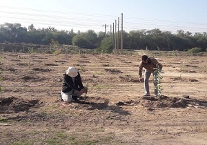 فاز اول کشت ٢ هزار درخت اوکالیپتوس در شوشتر افتتاح شد