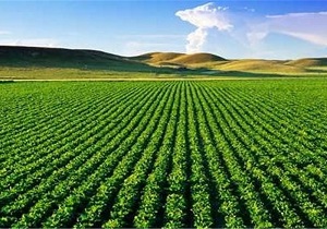 توصیه‌های جهاد کشاورزی خراسان جنوبی در پی احتمال وقوع یخبندان