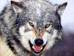 هر آنچه باید درباره گرگ&zwnj;های ایرانی و زیستگاهشان بدانید