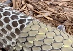 زنده خوردن یک مار توسط جوان هندی در پشت موتورسیکلت! + فیلم