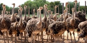 افتتاح یک واحد پرورش مرغ گوشتی ۱۰هزار قطعه‌ای در شهرستان سرباز