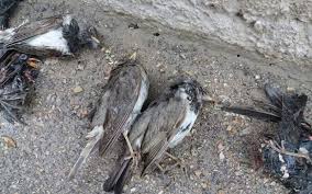 بیماری مسری علت مرگ توکاها نیست