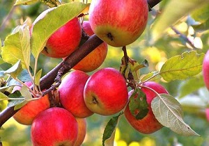 تولید سالانه ۴۲۰ هزار تن انواع محصولات سردرختی در استان اردبیل