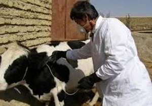 مایه‌کوبی بیش از ۱۶ هزار دام سنگین در کشت و صنعت مغان