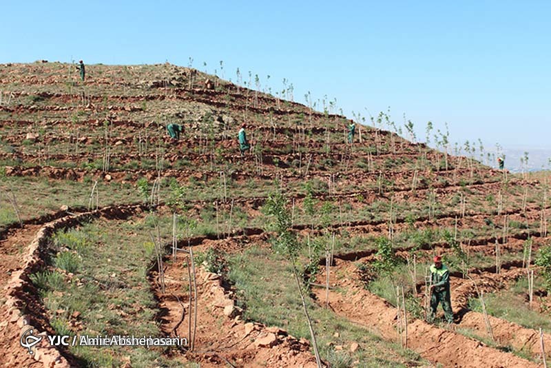 بهره برداری از ۱۰۶ هکتار جنگل در شهرستان تویسرکان