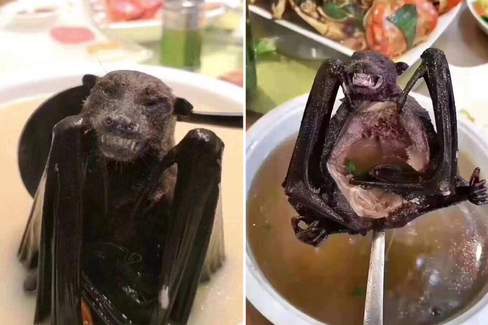 خفاش شب در ظرف غذا!