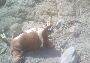 حمله پلنگ به گوسفندان روستای "تَلِنگ" میناب