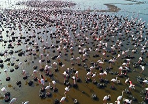 مشاهده کمیاب‌ترین پرندگان خاورمیانه برای نخستین بار در آبادان