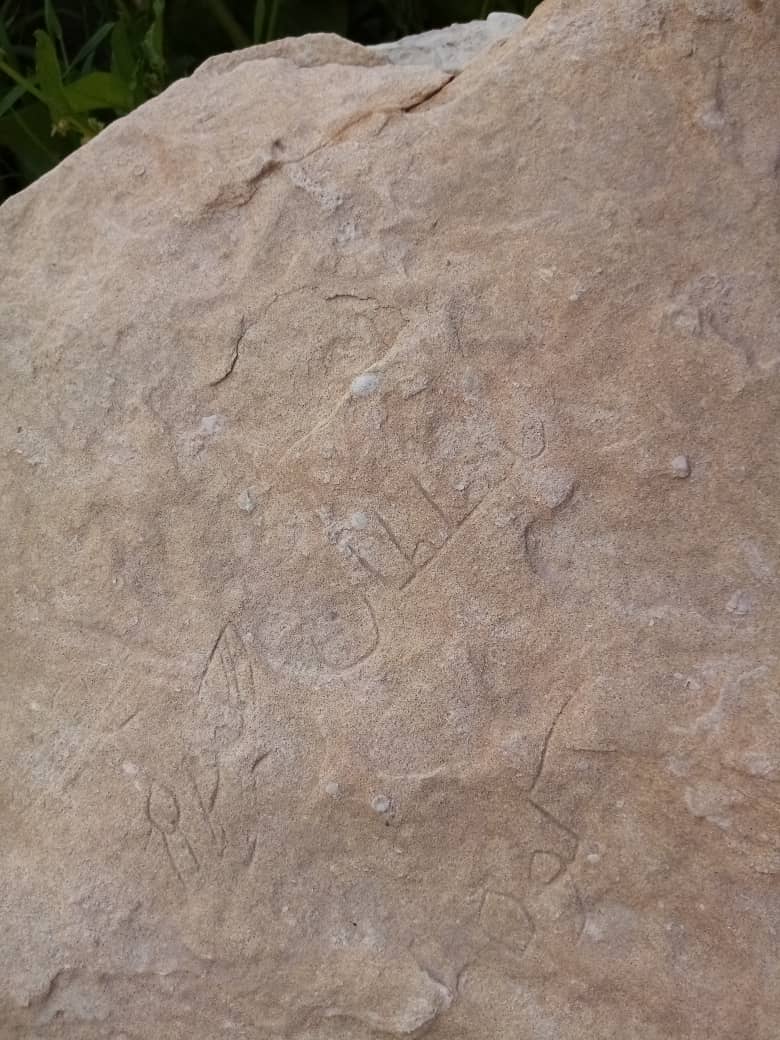 سلطان کوه در دام محیط‌بانان بوشهر افتاد